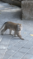 Macaque families documented during morning activities in Ubud forest