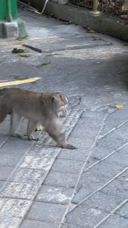 Macaque families documented during morning activities in Ubud forest