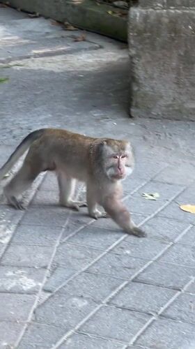 Macaque families documented during morning activities in Ubud forest