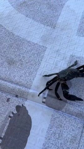 A dark crab is on a textured surface with a patterned cloth. The crab is moving. The camera zooms in on the crab as it moves towards a black bag. The crab then appears to go under the bag.