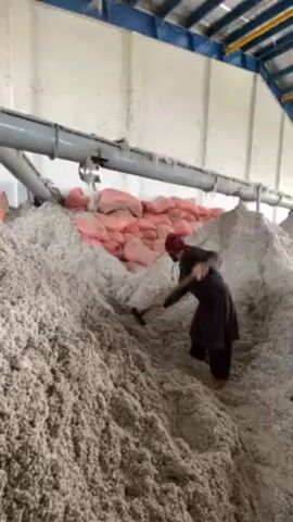 Inside a large industrial building, likely a processing plant or warehouse in Shurandam, Afghanistan, a worker is actively shoveling massive piles of white, fluffy material. The material, which appears to be raw cotton or a similar textile fiber, is continuously being discharged from an overhead pipe system, forming large mounds on the floor. In the background, stacks of orange or pink bags are visible against a white wall. The worker, dressed in dark clothing and wearing a head covering, uses a shovel to move the material. The setting features high ceilings with metal structural elements, indicating a large-scale industrial operation.
