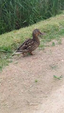 A brown and white duck stands on a gravel path beside a grassy embankment and tall green reeds. The duck faces to the right, and its head is turned slightly towards the camera. The duck's body is mostly in profile. The duck stands still for a moment, then shifts its weight and lifts its right foot as if to take a step.
