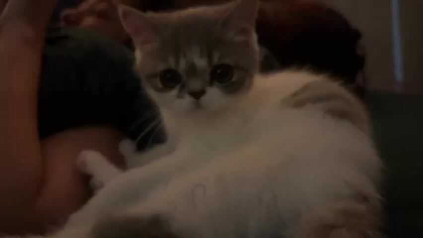 The video shows a close-up of a kitten. The kitten is white with grey markings on its head and back. Its eyes are large and dark. The kitten is lying on what appears to be a person's lap or chest, with a dark green fabric visible. The background is dark and out of focus, suggesting an indoor setting with low lighting. The kitten appears to be looking at the camera and then turns its head away.