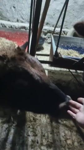 A person is shown in first-person perspective, reaching their hand out to touch the nose of a large, dark brown cow. The cow stands in what appears to be a barn or similar enclosure, with a metal feeding rack visible nearby. The floor is covered in straw and appears to be wet. The cow has short horns.  The person is wearing a black long-sleeved garment. The lighting is dim.