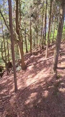 This is a first-person perspective video of a forest. The camera is moving down a sloped dirt path littered with leaves and pine needles. Tall, thin trees with dark bark and green needles surround the path. Sunlight filters through the trees, creating dappled shadows on the ground. The terrain appears uneven and rocky in places. There are no people or animals visible in the video. The overall impression is of a quiet, natural forest setting.