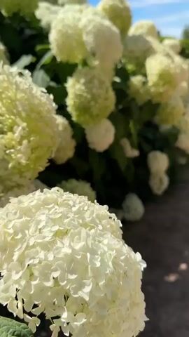 The video shows a close-up view of a dense bush of white hydrangeas in full bloom. The flowers are large and spherical, with many small petals clustered together. Some of the flowers are slightly tinged with green, suggesting they are either young or beginning to fade. The bush is lush and green, with broad leaves visible amongst the blossoms. The scene is set outdoors, with a gravel path in the foreground and a hint of a blue sky with scattered clouds overhead. In the background, a dark green fence can be seen, and beyond that, some buildings and trees. The lighting suggests it is daytime, likely a sunny day. There are no people or animals visible in the video. The camera slowly pans across the hydrangeas, capturing the texture and volume of the blooms.