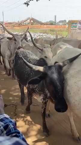The video shows a small herd of white and black spotted cows in an urban environment. The cows are standing close together on a dirt path. Behind them, there is a low concrete wall separating the path from an area with grass and some trash. In the background, there are buildings, a power line, and some trees. There is also a brown goat behind the cows. The sky is overcast.