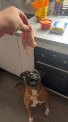 Quiet afternoon with Boxer dog in Chaikovsky, Russia