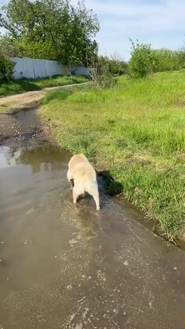 The video shows a light-colored dog wading through a shallow, muddy puddle. The dog is seen from behind as it first walks into the puddle, then turns around to face the camera. It lowers its head to drink some of the water. The puddle is located next to a dirt road, bordered by green grass and trees on one side and a white fence on the other. The sky is partially cloudy.