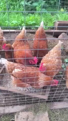 The video shows a group of brown chickens in an outdoor enclosure. The enclosure appears to be made of wire mesh fencing and wooden planks. Inside the enclosure, there is a wooden feeder filled with what appears to be chicken feed. The chickens are actively pecking at the feed.

The subjects are the chickens, which are the primary focus of the video. There are no people visible. The objects include the wire mesh fence, wooden feeder, chicken feed, and a metal water dish visible towards the right side of the frame. The scene is a farm or rural setting, with grass and greenery visible beyond the enclosure.

The activity taking place is the chickens eating from a feeder. They are gathered around the feeder, some with their heads down, actively consuming the food.

Notable details include the time of day appearing to be daytime, as indicated by the lighting. The weather appears to be fair, with no signs of rain or harsh sunlight. The location context of Markovo, Russia, suggests a rural or agricultural environment. The overall mood is calm and natural, focusing on the everyday activity of farm animals.

There is no visible text in the video.