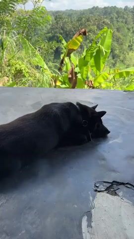 A black dog lies on a dark gray concrete surface. The dog is lying on its side, facing to the right of the frame. Its head is resting on the ground. The dog is wearing a black collar. Behind the dog, a lush green jungle scene is visible, with large banana leaves and trees. The sky is blue with some white clouds. The concrete surface appears weathered with some cracks and discoloration.