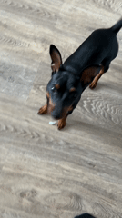 Cat and dog play together in Sankt-Peterburg home