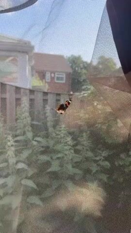 A butterfly is perched on a white mesh screen. The butterfly is black with orange and white markings on its wings. The screen is transparent, allowing a view of the background. Behind the screen, a red brick house with white trim and windows is visible. Trees and greenery surround the house. The sky is blue and appears to be daytime. The scene suggests an outdoor setting, possibly a backyard or garden, in Leeds, United Kingdom. There is no visible text in the media file.