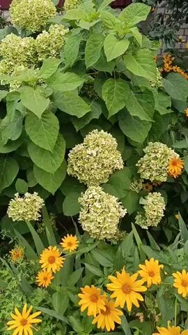 A close-up video shows a flowering hydrangea plant with clusters of light green blooms and large green leaves. In the background, there are smaller yellow flowers and a hint of a brick wall and a brown fence. The camera pans slightly to reveal more of the hydrangea's flowers and foliage.