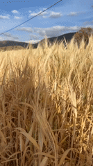 Rural landscapes and wheat fields documented near Ouaouizert, Morocco