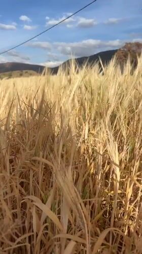 Rural landscapes and wheat fields documented near Ouaouizert, Morocco
