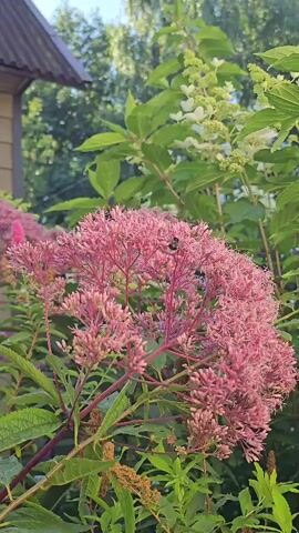 A close-up shot focuses on a cluster of pink flowers, possibly Joe Pye weed, with a bee actively foraging amongst them. The bee is dark with yellow stripes and is visible on the top portion of the flower cluster. The background is softly blurred, featuring green foliage and a hint of white flowers on a taller plant. To the left, a sliver of a wooden building with a dark, sloped roof is visible. The lighting suggests it is daytime, likely outdoors.
