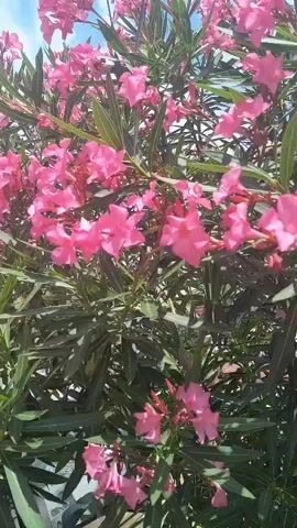 A video of pink oleander flowers blooming against a bright blue sky with white clouds. The camera pans slowly across the bush, focusing on the clusters of flowers and green leaves. The lighting suggests it is daytime, likely outdoors in sunny weather. There are no people or discernible actions other than the movement of the camera and possibly a slight breeze causing the flowers to sway gently.