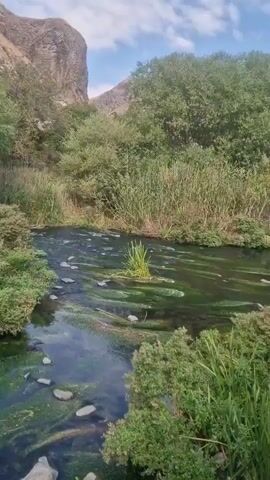 The video shows a body of water, likely a river or stream, flowing through a natural landscape. The water is somewhat murky and has green algae or aquatic plants visible on the surface and submerged rocks. Lush green vegetation, including trees, bushes, and tall grasses, borders the water and extends up the slopes of a rocky hill or mountain in the background. The sky above is partly cloudy. The camera pans slowly, offering different views of the water and the surrounding environment. There are no people or animals visible in the footage. The overall impression is of a serene, untouched natural setting.