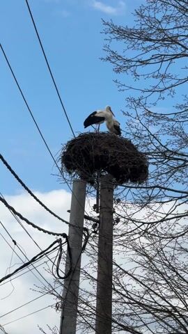 Two white storks with black wing feathers stand on a large nest atop a utility pole. The nest is made of twigs and branches. Power lines are visible to the left of the pole. A tree with bare branches is on the right. The sky is blue with a few white clouds. The camera zooms in on the storks. One stork is standing on one leg. One stork makes a clacking sound.