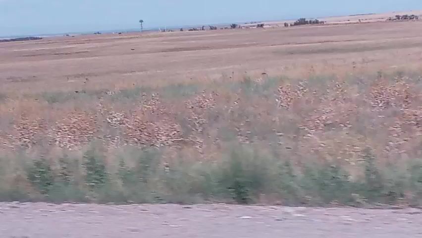 The video displays a wide, flat, open field under a bright, clear sky with scattered clouds. The field is mostly covered in dry, tan-colored grass, with patches of green vegetation interspersed. In the distance, a faint windmill-like structure is visible. The overall impression is of a rural, arid landscape.