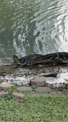 Monitor lizards spotted lounging near water in Bangkok park
