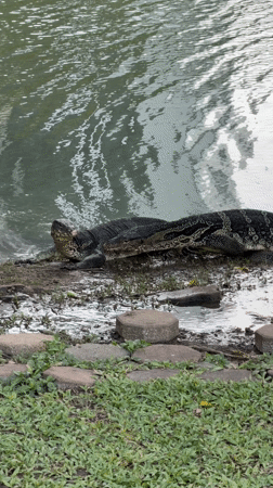 Monitor lizards spotted lounging near water in Bangkok park