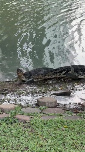 Monitor lizards spotted lounging near water in Bangkok park