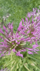 Garden morning: spotted dog, gray cat, spring flowers observed
