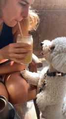 Poodle really wants that smoothie
