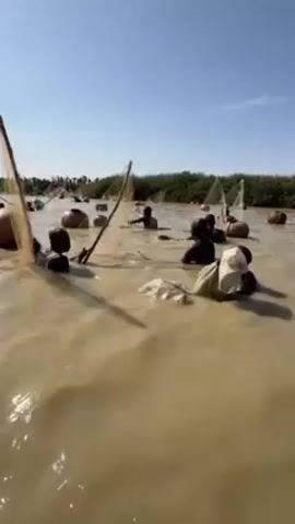 The video shows a group of people fishing in shallow, murky water. The water level appears to be around waist height for the people. They are using fishing nets attached to wooden frames, and large, round pots or gourds are floating nearby. Some people are partly submerged. The shoreline is visible in the background, with vegetation along the banks. The sky is blue and mostly clear, with a few clouds. The lighting indicates it is daytime.
