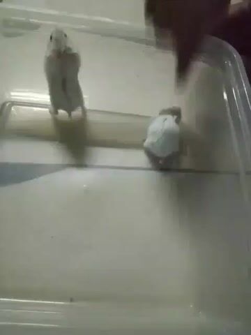 Two hamsters are in a clear plastic container. One hamster is standing on its hind legs near the left side of the container. The other hamster is on its all fours near the right side of the container. A human hand reaches into the container from the top right corner and gestures towards the hamster on its hind legs. The hamster on its hind legs then scurries to the right and then down. The other hamster is seen scurrying to the left and then down.