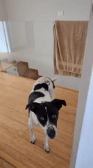 Dog spotted on wooden floor in Chorrillos, Peru
