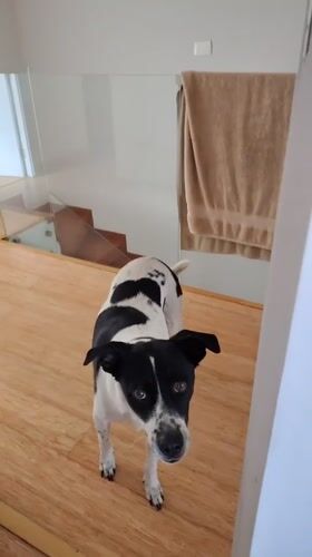 Dog spotted on wooden floor in Chorrillos, Peru