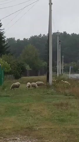 A flock of sheep graze on a grassy area beside a dirt road. Several power poles with electrical wires run along the road. In the background, there is a dense line of trees. The sky is overcast and appears to be raining lightly.