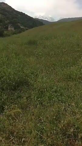 The video shows a person's perspective walking through a grassy field with hills in the background. The sky is overcast. A few houses are visible on the left side of the frame, nestled amongst trees on a hillside. The grass is green and somewhat tall, with some smaller plants interspersed. The camera is moving forward, giving a sense of movement through the landscape.