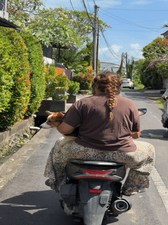 Woman rides scooter with dog in North Kuta, Indonesia
