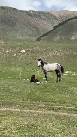 A grey horse with a black mane and tail stands in a green, grassy mountain pasture, looking towards the camera. Beside it, a brown foal with a white blaze lies calmly on the grass, also facing the camera. The background features rolling green hills that rise into taller, rocky mountains under a light sky, possibly with clouds. The scene is bright, indicating daytime. The horses appear relaxed in their natural, mountainous environment, consistent with the Semenovka region in Kyrgyzstan. The video slowly zooms in on the horses.