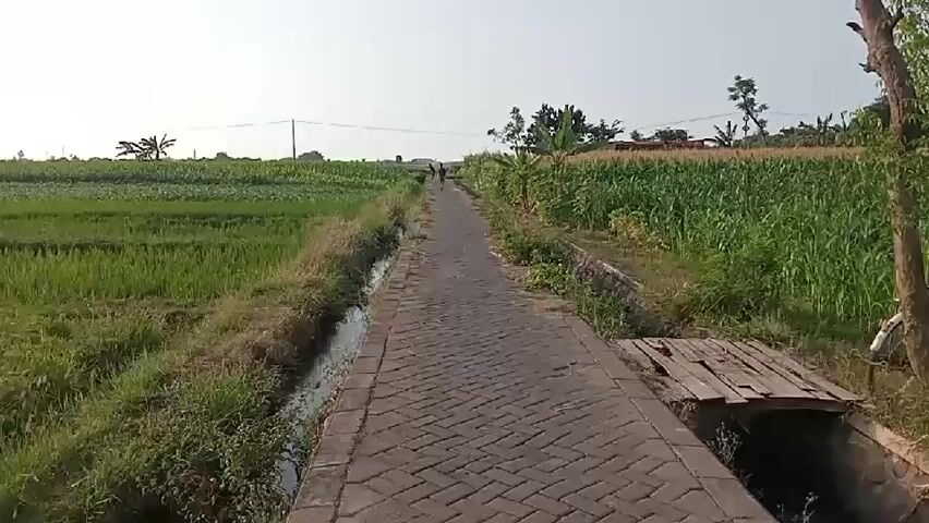 This video depicts a paved path between two agricultural fields under a bright, clear sky. On the left, a vibrant green field, possibly rice paddies, stretches towards the horizon. On the right, a field of tall green corn stalks grows lushly. A narrow ditch runs alongside the paved path on the left, filled with water and bordered by grass. On the right side of the path, a small wooden bridge crosses a drainage ditch. Two figures are visible in the distance walking away from the camera on the path. The path itself is constructed of interlocking bricks. A bare tree trunk with some branches is present on the far right side of the frame. The overall environment suggests a rural, agricultural setting.