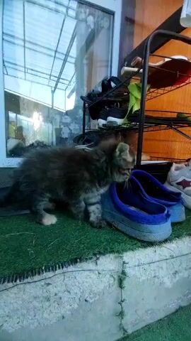 A small, fluffy, grey and brown tabby kitten is cautiously exploring a pair of blue slip-on shoes. The kitten is standing on the edge of one shoe, with its head inside, sniffing. Its front paws are on the shoe, and its hind legs are on a green, artificial turf mat. The shoes are placed on a ledge made of concrete.

Behind the shoes and to the right, there is a black metal shoe rack with several pairs of shoes on it. Some of these shoes are white with red and grey accents. The scene appears to be outdoors, likely on a porch or patio. Through a large glass window or door to the left, a structure with a transparent, sloped roof can be seen. Sunlight is filtering through this roof, suggesting it might be daytime. The overall atmosphere is one of curiosity and playful exploration, typical of a young kitten. There is no visible text in the media. The location context is Psebai, Russia.