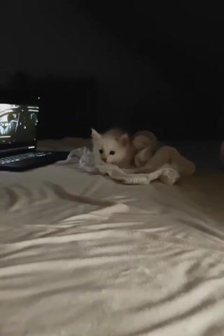 A fluffy white kitten is on a bed next to a laptop. The kitten is looking at the laptop screen. The laptop screen is showing a video. The kitten yawns and stretches. The kitten then walks away from the laptop.