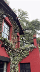 Quiet afternoon captured in Mexican home and garden