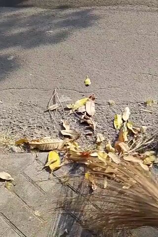 A close-up shot of a broom sweeping dry leaves and twigs off of a gray asphalt surface next to a concrete curb. The leaves are yellow and brown. The broom is made of light brown straw-like material. The sun is shining, creating shadows on the asphalt.
