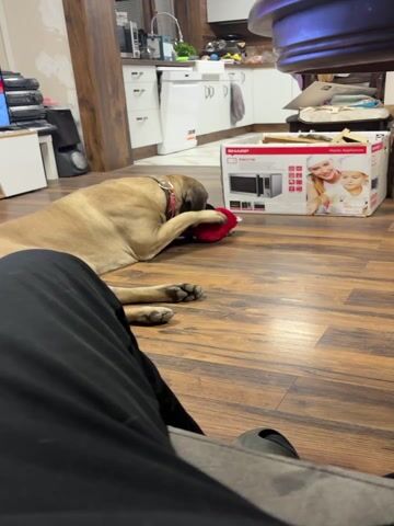 The video features a large, light brown dog, resembling a Mastiff, lying on a wooden floor and engrossed in playing with a red, plush toy. The dog is positioned towards the right side of the frame, its head and front paws focused on the toy which it is gently gnawing or chewing. It wears a brown collar adorned with small green and red dangling ornaments.

In the foreground, the legs of a person are visible, wearing dark pants and what appears to be dark slippers or sandals, suggesting someone is sitting on the floor or a low surface near the dog. The floor is made of brown wooden planks.

The background reveals an indoor setting, likely a kitchen or an open-plan living space connected to a kitchen area. White kitchen cabinets and a countertop are visible in the distance. To the right of the dog, a white box with red and black branding is clearly visible. The text on the box reads "SHARP Home Appliances" and "R92STW", indicating it's packaging for a microwave oven, with an image of the appliance and people on it. To the far left, a speaker and other electronic equipment are visible on a stand. The lighting appears to be typical indoor ambient light, creating a relaxed atmosphere. The dog seems calm and content, fully absorbed in its play.
