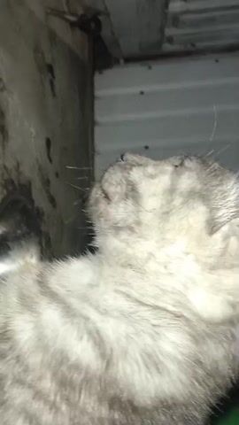 A close-up video shows a grey tabby cat. The cat's fur is light grey with darker grey stripes. The cat's eyes are prominent, with yellow irises and blue pupils that dilate and contract rapidly. The background is out of focus but appears to be an indoor environment with a textured, possibly metal, wall on the right and a dark, wet-looking surface on the left. A metal object, possibly a bowl or part of a pipe, is visible on the left. The cat's head moves, shifting focus between different points, and its ears twitch. The overall impression is one of a curious or startled animal.