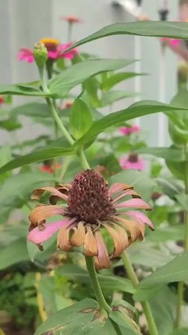 Here is a concise description of the video: 

The video shows a dying zinnia flower.  The flower's petals are brown and dry, with a hint of pink still visible on some. The central cone of the flower is a dark brownish-red.  The flower is surrounded by green leaves, and in the background, other zinnias with pink petals and unopened buds can be seen. The background also shows a glimpse of a light-colored building or wall.