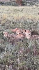 Wildlife sightings: cheetahs and elephants spotted near George, South Africa