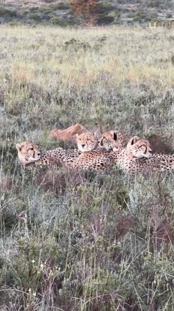 Wildlife sightings: cheetahs and elephants spotted near George, South Africa