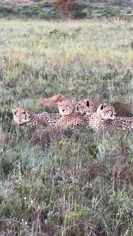 The video depicts a group of cheetahs resting in tall grass. There are at least four adult cheetahs visible, lying side-by-side. The cheetahs have their distinctive spotted coats and are lying relatively still. In the background, there is a field and some trees in the distance, all under what seems to be a slightly overcast sky.