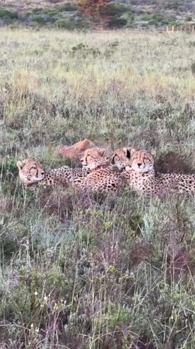 Wildlife sightings: cheetahs and elephants spotted near George, South Africa